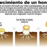 El Círculo de la Vida Fúngica: De Espora a Seta en 4 Sencillos Pasos