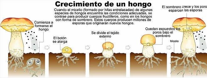 El Círculo de la Vida Fúngica: De Espora a Seta en 4 Sencillos Pasos
