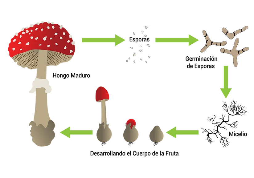 Hongo, Seta y Micelio: ¿Cuál es la Diferencia?