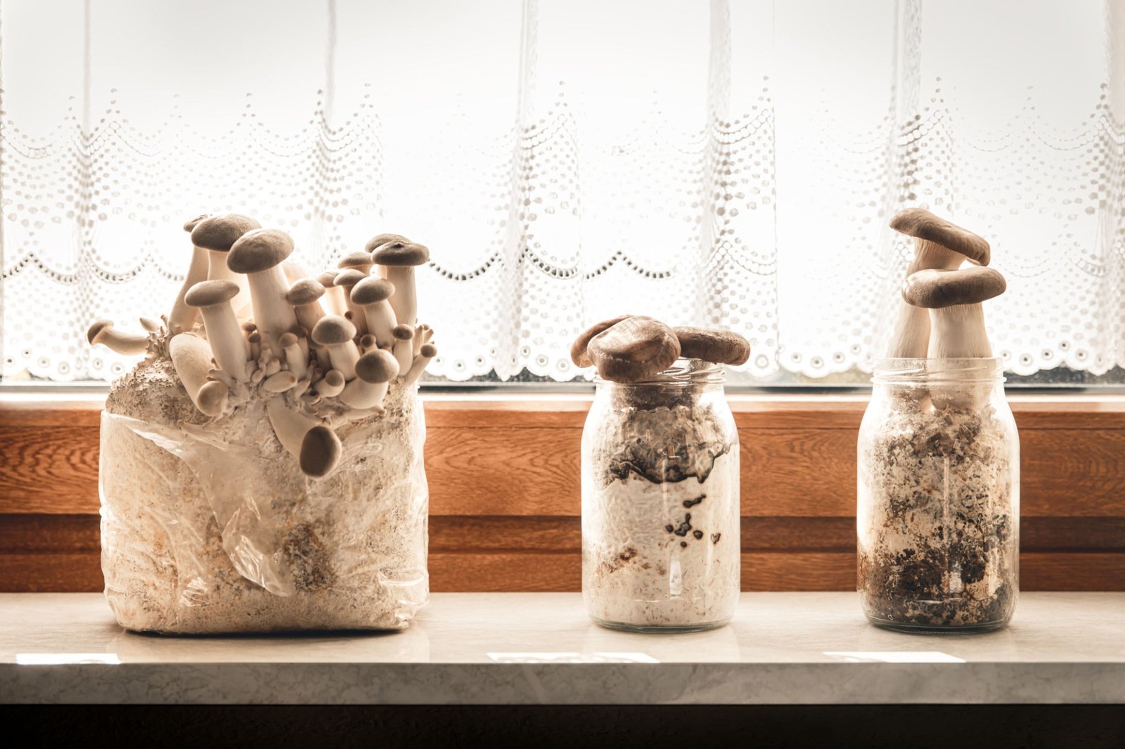 three jars with mushrooms growing out of them
