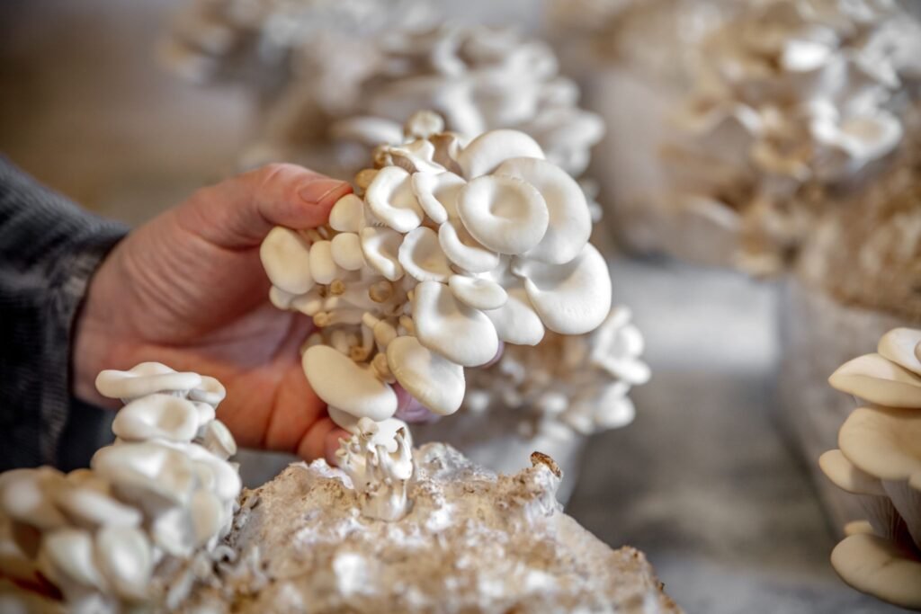 ¿Qué es un Sustrato?