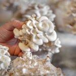 ¿Qué es un Sustrato?