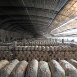 Los 3 Mejores Kits de Autocultivo de Hongos para Empezar en Casa